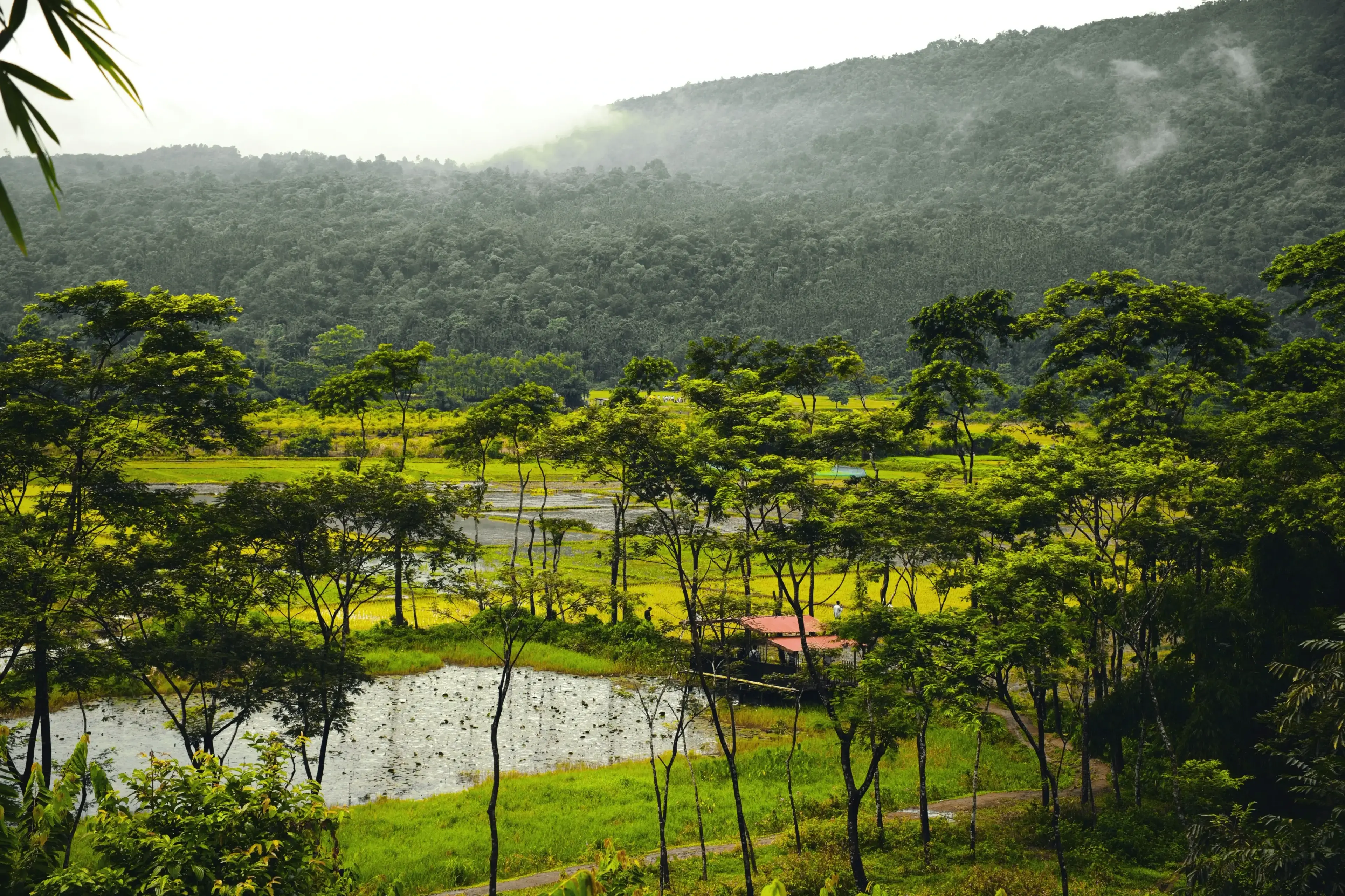 Rural Sylhet landscape featuring lush greenery, a pond, and mist-covered hills in the background